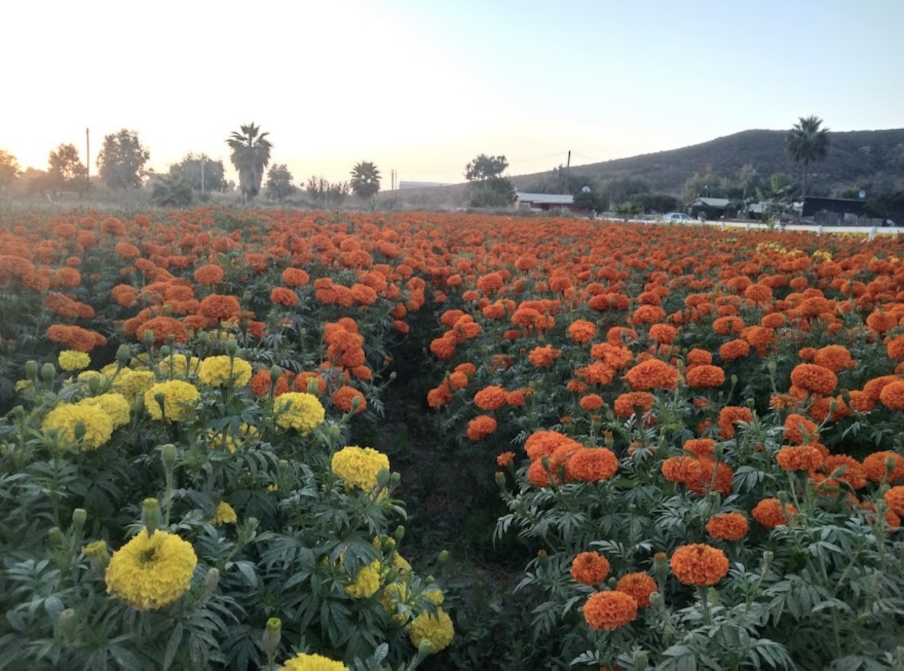 Campo de flores de cempasúchil al atardecer en Cañón El Descanso